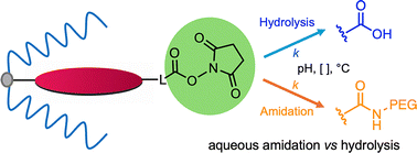 Graphical abstract: Studies of the amidation of porphyrin-NHS esters in dilute aqueous solution