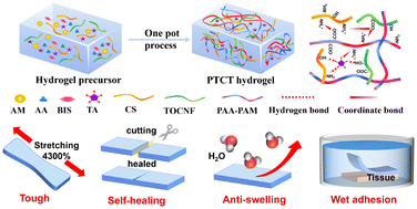 Graphical abstract: An anti-swelling and toughening underwater adhesive hydrogel for wound healing