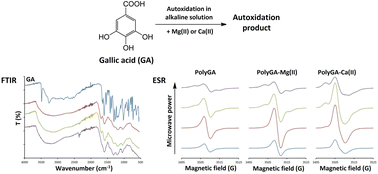 Graphical abstract: Autoxidation of gallic acid as a viable alternative to enzymatic polymerization: spectroscopic characterization of autoxidation products