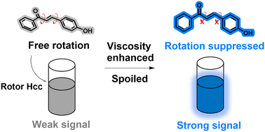 Graphical abstract: An activatable natural chalcone-based luminescent rotor for visualized screening of viscosity fluctuation in liquids