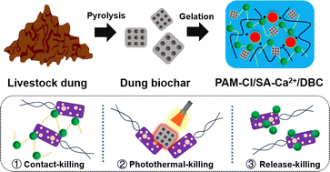 Graphical abstract: Livestock dung biochar-based N-halamine hydrogels with efficient photothermal and antibacterial function