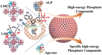 Graphical abstract: Specific detection of high-energy phosphate bonds using an enzyme and framework cascade response system in hierarchically mesoporous UiO-66(Zr)-NH2