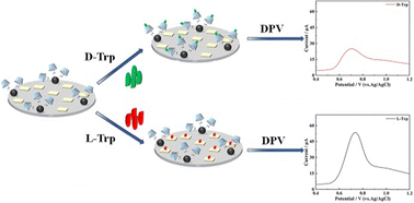 Graphical abstract: A sensitive electrochemical probe for the chiral identification of tryptophan isomers with carbon dot/chitosan composites
