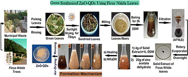 Graphical abstract: Green synthesis of ZnO-QDs using aqueous Ficus nitida leaf extract: phytochemical assessment and biological activity study