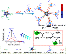 Graphical abstract: A magnetically separated-type ultrasensitive fluorescent DNA biosensor based on a hydrogen peroxide triggered chemically driven redox-cycling system