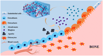Graphical abstract: Reinforcement of PVA in a gadolinium-doped 45S5 bioglass-capped chitosan hydrogel with superior magnetic resonance contrast and osteogenic and angiogenic features