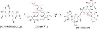 Graphical abstract: Design, synthesis and antibacterial evaluation of aldehyde chitosan-antibiotic conjugates