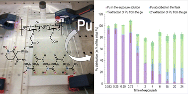 Graphical abstract: Effect of ligand denticity on the removal of 238Pu from dilute aqueous solutions by hydroxamate-based chelating gels
