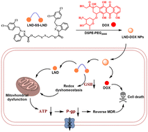 Graphical abstract: Lonidamine dimer-based nanomedicine for overcoming multidrug resistance by manipulating energy metabolism and disrupting redox homeostasis