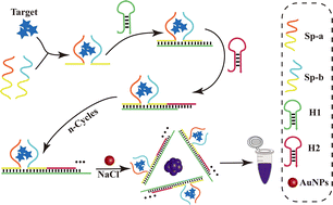 Graphical abstract: Smartphone-assisted colorimetric detection of tobramycin based on a dual-split aptamer remodeling-initiated target-hybridization chain reaction