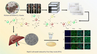Graphical abstract: New phenylpropanoids isolated from Silybum marianum (L.) Gaertn. and their anti-steatotic activity in vitro