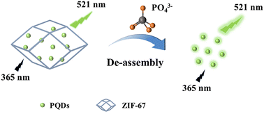 Graphical abstract: Preparation of PQDs@ZIF-67 for detection of TC and PO43−