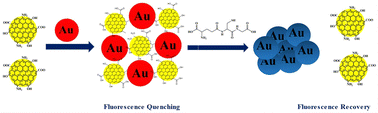 Graphical abstract: Gold nanoparticle-mediated fluorescence quenching of NCQDs for turn-on detection of glutathione