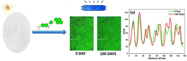 Graphical abstract: A highly emissive boranil-pyrene hybrid for latent fingerprint visualization