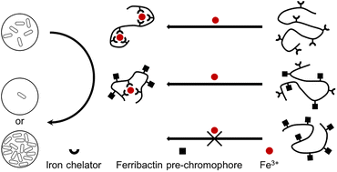 Graphical abstract: Upgrading the ferribactin pre-chromophore – synthesis, modification and polymerization