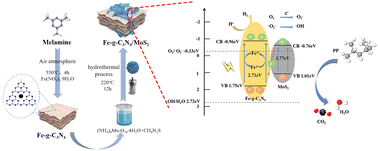 Graphical abstract: Construction of an S-type Fe-doped g-C3N4/MoS2 heterojunction for enhanced charge separation and dual photocatalytic activities