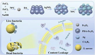 Graphical abstract: Peptide-induced functionalization of superparamagnetic silver-conjugated iron oxide nanocomposites for enhancing antibacterial activity