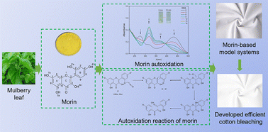 Graphical abstract: The prone-to-autoxidation nature of morin in alkaline media: mechanisms, kinetics, and implications for cotton bleaching studies