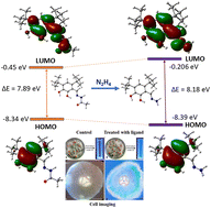 Graphical abstract: Mechanistic elucidation of irreversible chemodosimetric sensing of hydrazine through structural, computational, and bioimaging analyses