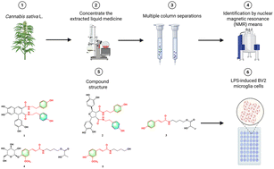 Graphical abstract: Five new phenylpropanoid amides from the seeds of Cannabis sativa L. and their anti-inflammatory activity
