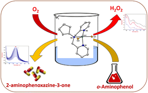 Graphical abstract: Copper(ii) complexes of dipica and its derivatives as biomimetic models for phenoxazinone synthase: probing the effect of central N-cycloalkyl rings on reactivity