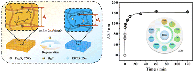 Graphical abstract: A cysteamine-modified photonic crystal hydrogel sensor for visual detection of Hg2+ ions