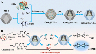 Graphical abstract: Design of a hollow GOx@Cu2+–PA integrated nanozyme for self-cascading colorimetric sensing of glucose