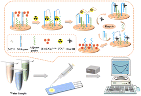 Graphical abstract: An enzymatically amplified electrochemical sensor for the sensitive and label-free monitoring of uranyl ions in environmental waters