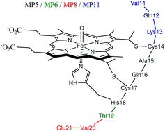 Graphical abstract: A quantum mechanical study of compound I (Cpd I) of microperoxidase-5 (MP5) and its reactivity toward styrene