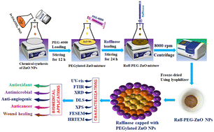 Graphical abstract: In vitro synergistic bioactivities of novel raffinose-loaded PEGylated ZnO nanoparticles: from infection control to cancer therapy
