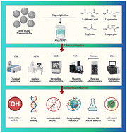 Graphical abstract: Exploring the influence of l-amino acid side chain variations on magnetite nanoparticles: a comprehensive investigation of formation dynamics and biological functionality