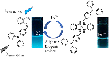 Graphical abstract: Triphenylamine-derived fluorescent sensor for relay detection of iron(iii) and aliphatic biogenic amines