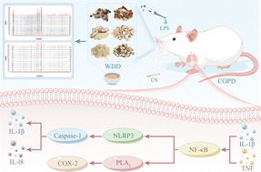 Graphical abstract: Exploring the biological mechanism of Wendan decoction against COPD based on UHPLC-DAD: experimental validation and molecular docking