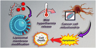 Graphical abstract: Mitochondria-targeted liposomes decorated by amphiphilic 2-hydroxypropylphosphonium salts for hyperthermia-induced release and antitumor application