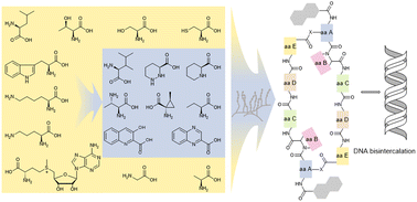 Graphical abstract: The bisintercalator family of nonribosomal peptides: structural diversity and biosynthetic mechanism