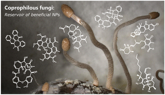 Graphical abstract: Coprophilous fungi in the search for new antimicrobials and other beneficial natural products