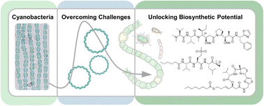 Graphical abstract: Green genes from blue greens: challenges and solutions to unlocking the potential of cyanobacteria in drug discovery