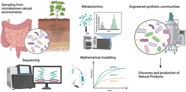 Engineering microbiomes for natural product discovery and production