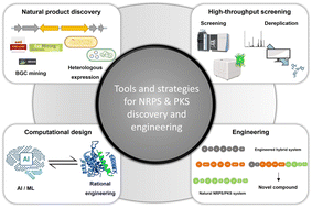 Graphical abstract: Toward a unified pipeline for natural product discovery: tools and strategies for NRPS and PKS pathway exploration and engineering