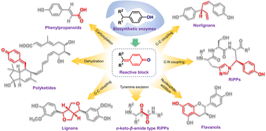 Graphical abstract: para-Quinone methides in natural product biosynthesis