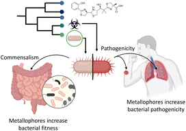 Graphical abstract: Structures, biosynthetic pathways, and biological significance of bacterial aryl-heterocycle metallophores with emphasis on yersiniabactin-type derivatives