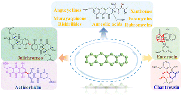Graphical abstract: The oxidative rearrangements in bacterial aromatic polyketide biosynthesis
