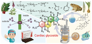 Graphical abstract: Cardiac glycosides: structural diversity, chemical ecology, bioactivity, and artificial synthesis