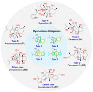Graphical abstract: Ryanodane diterpenes: occurrence, structural diversity, bioactivities, and synthesis
