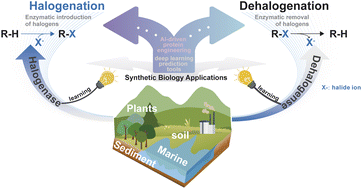 Graphical abstract: Halogenases and dehalogenases: mechanisms, engineering, and applications