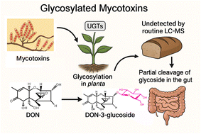 Graphical abstract: Glycosylated mycotoxins: a hidden enemy