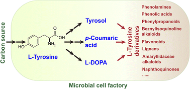 Graphical abstract: Charting the path for l-tyrosine derivatives: from engineering strategies to microbial cell factories