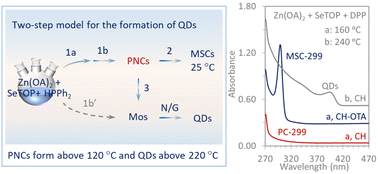 Graphical abstract: Formation of prenucleation clusters and transformation to ZnSe quantum dots and magic-size clusters