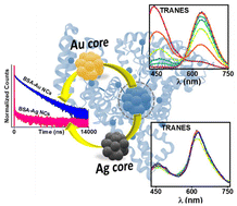 Graphical abstract: Revisiting protein protected gold and silver nanoclusters: Excited state dynamics and long-lived emission