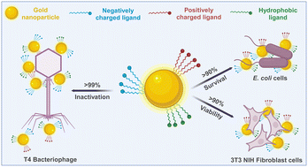 Graphical abstract: Engineering hydrophobic and electrostatic interactions for selective inactivation of bacteriophages by mixed-ligand nanoparticles
